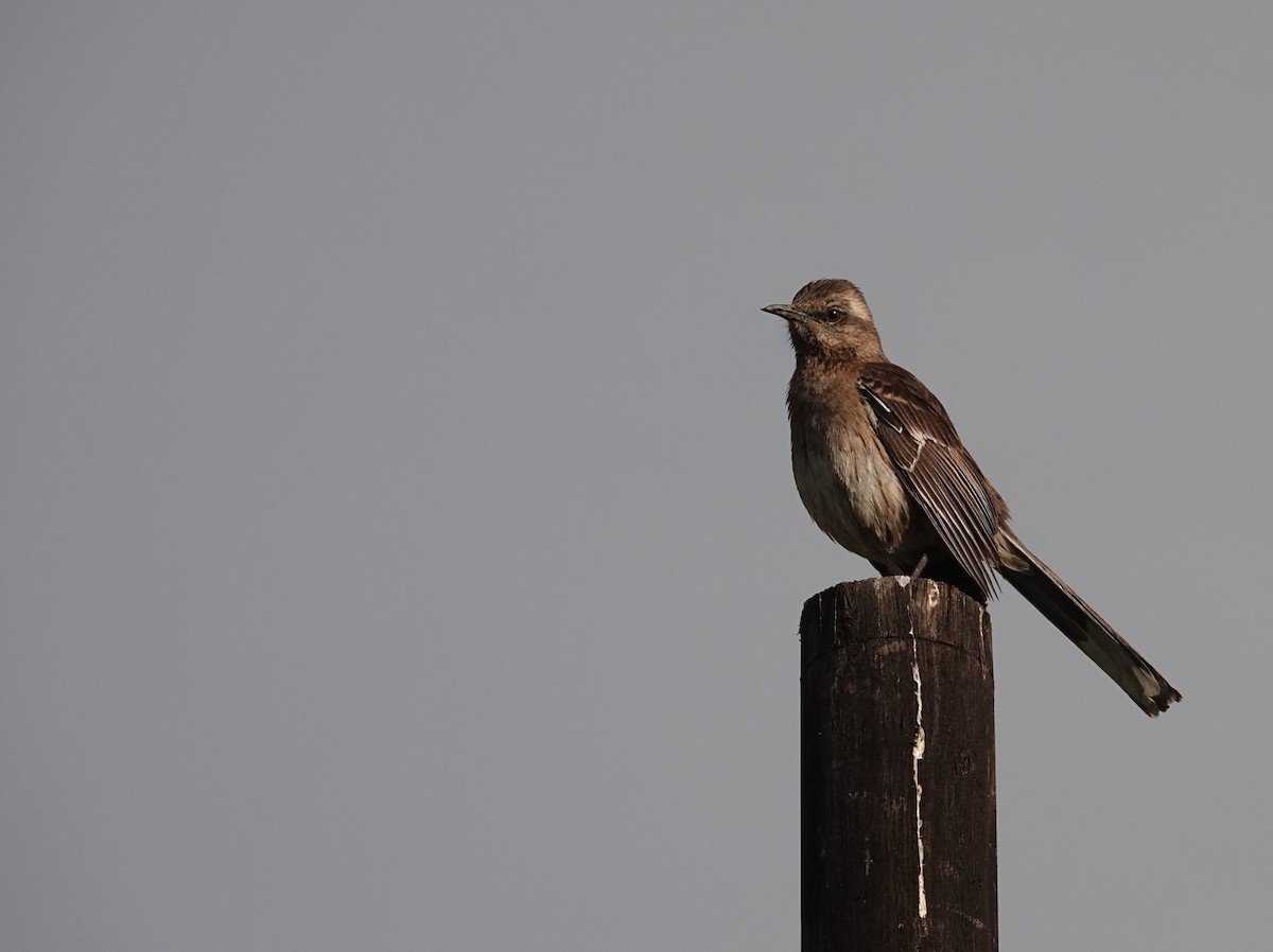 Chilean Mockingbird - ML642584684