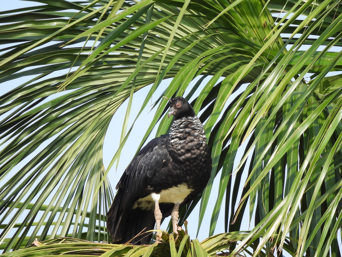 Horned Screamer - ML642584694