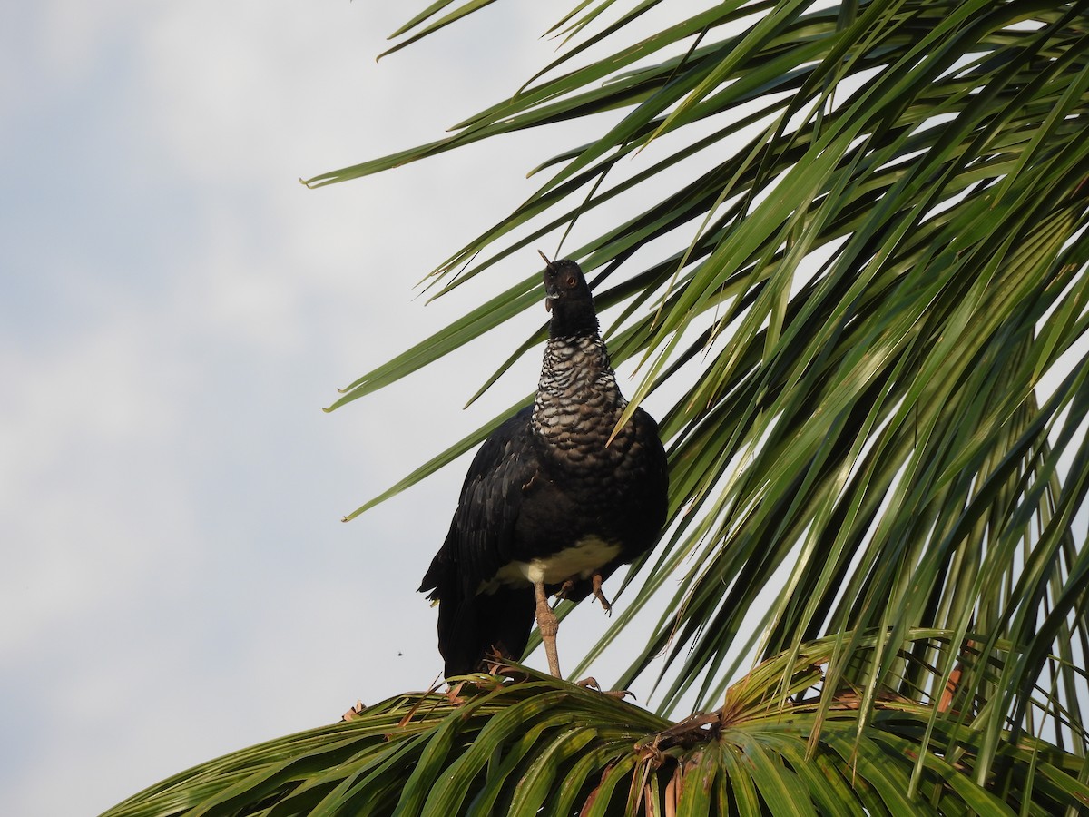 Horned Screamer - ML642584696