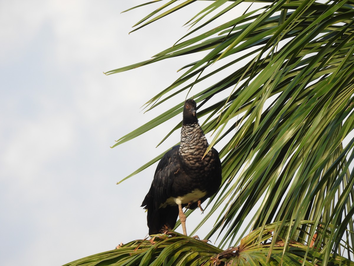 Horned Screamer - ML642584698