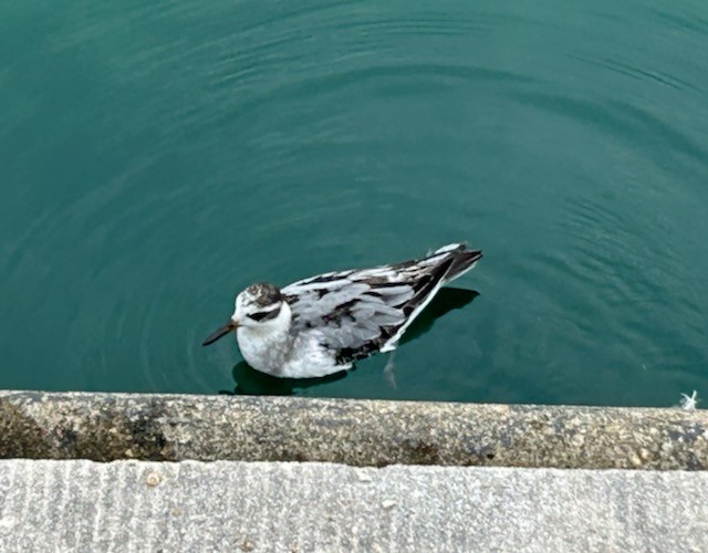 Red Phalarope - ML642584699