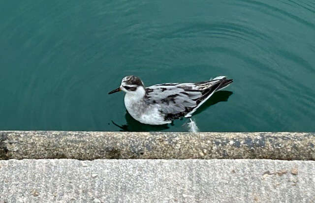 Red Phalarope - ML642584700
