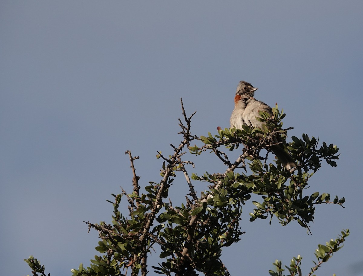 Rufous-collared Sparrow - ML642584718