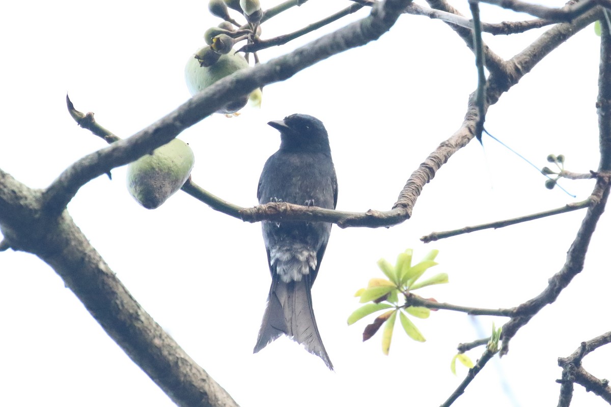 Bronzed Drongo - ML642584720