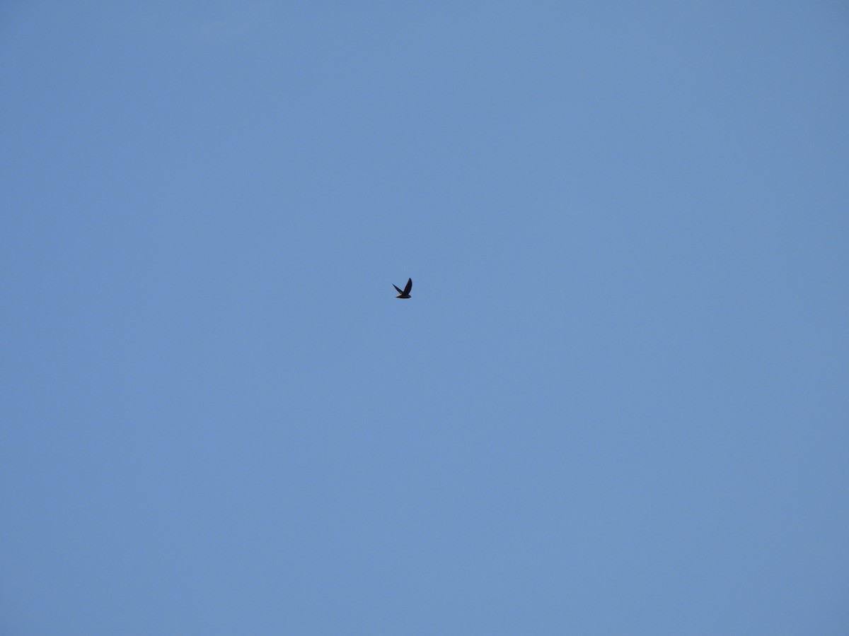 Chapman's Swift - ML642584721