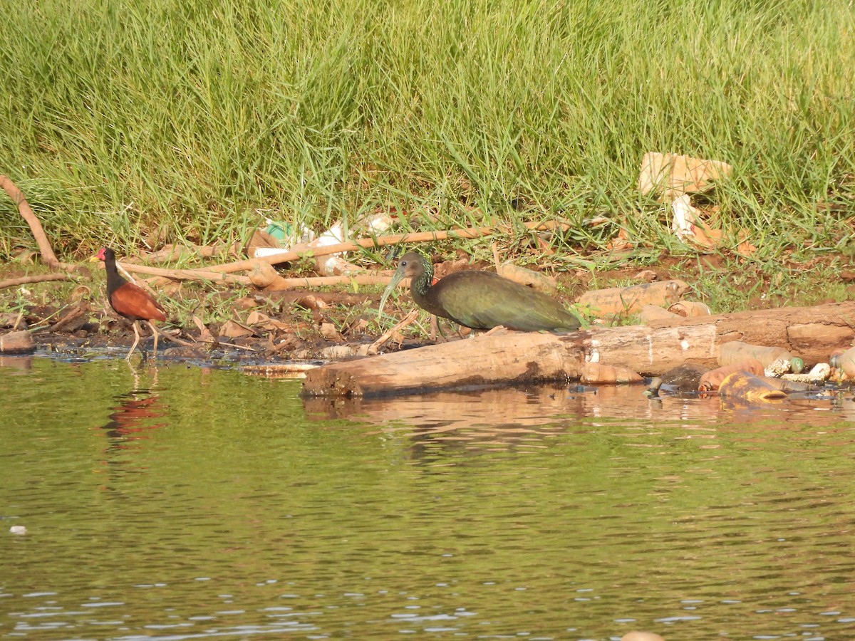 Green Ibis - ML642584735