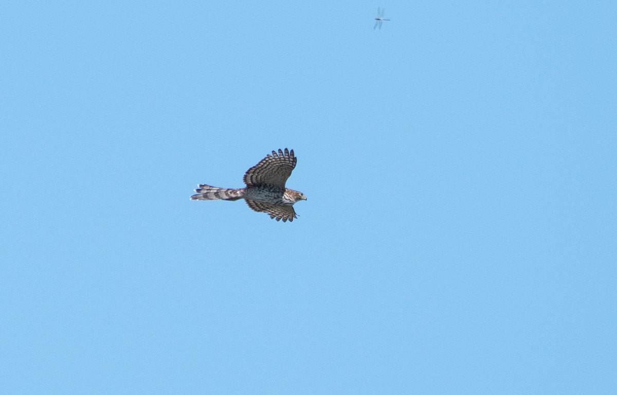 Cooper's Hawk - ML642584740