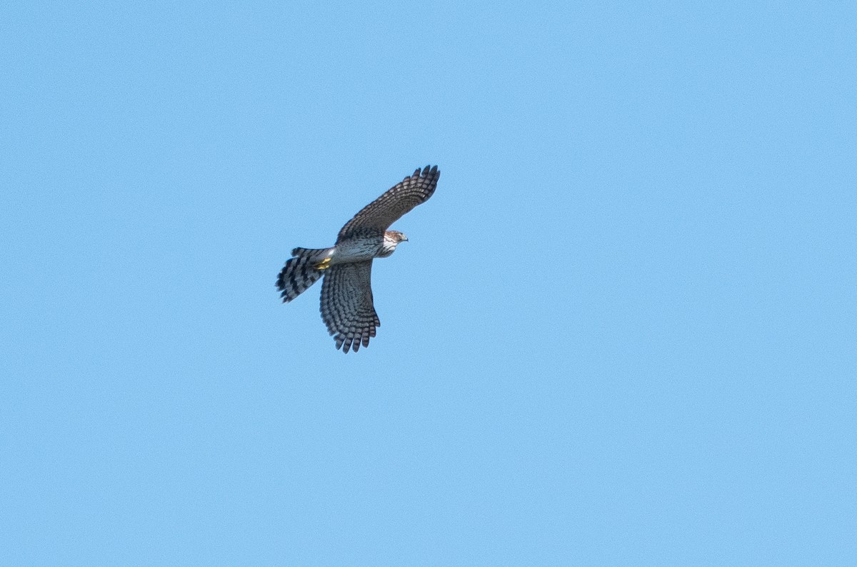 Cooper's Hawk - ML642584741