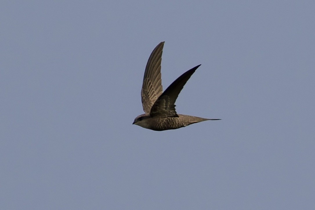 Pallid Swift - ML642584743