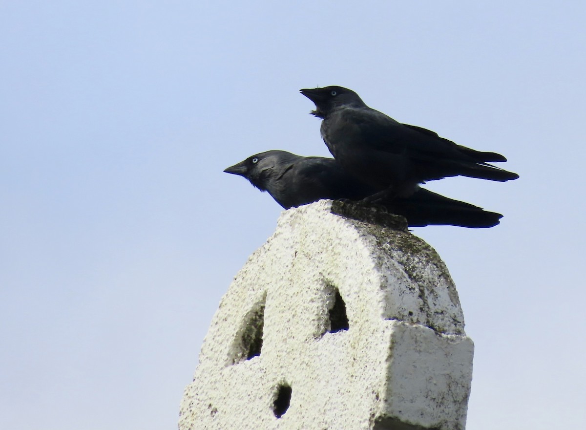 Eurasian Jackdaw - ML642584752