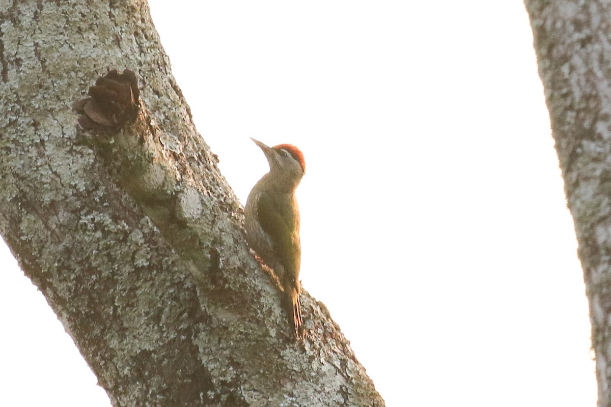 Streak-throated Woodpecker - ML642584759
