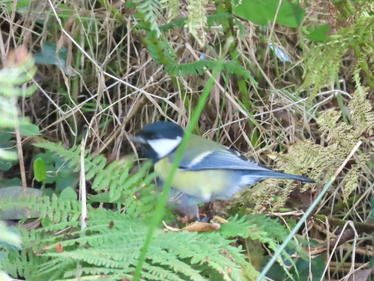 Great Tit - ML642584760