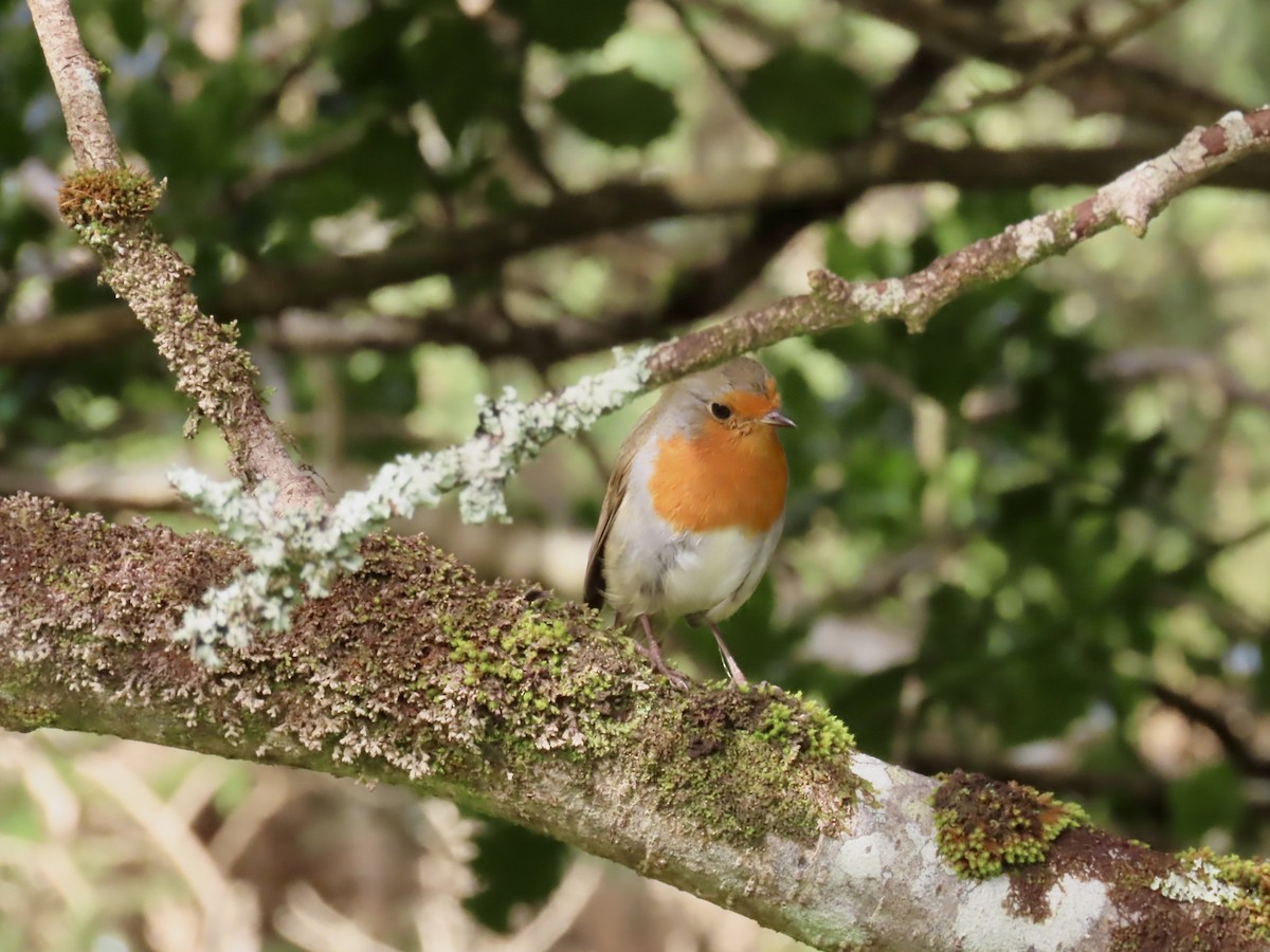 European Robin - ML642584767