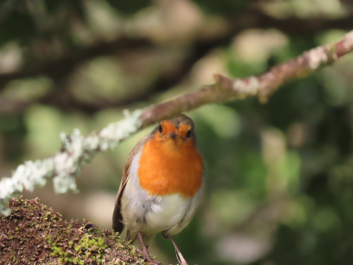 European Robin - ML642584768