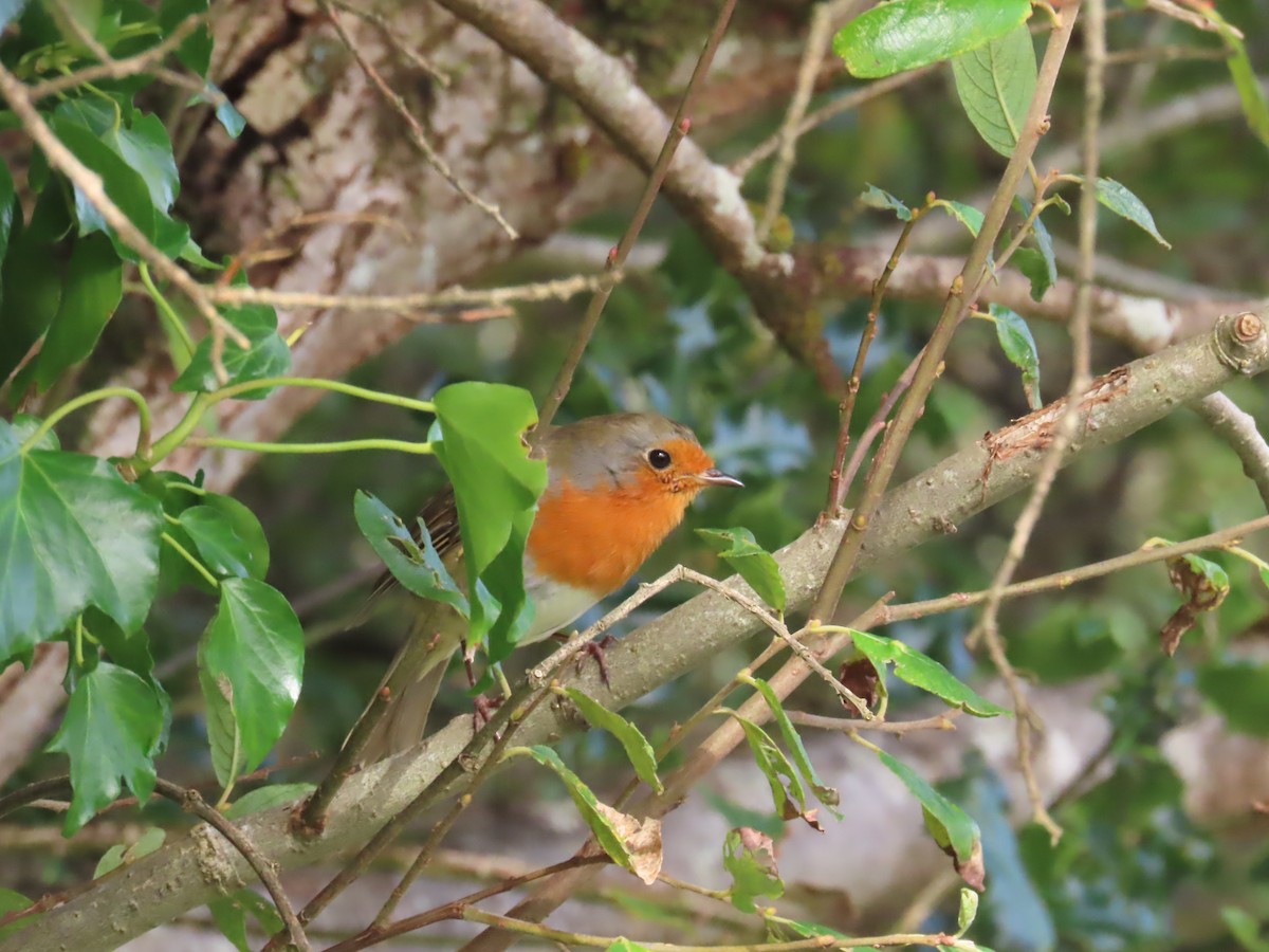 European Robin - ML642584769