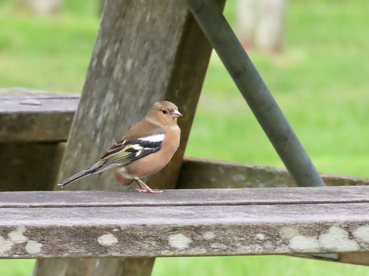 Common Chaffinch - ML642584773