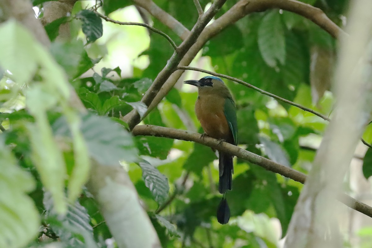 momot houkavý - ML642584779