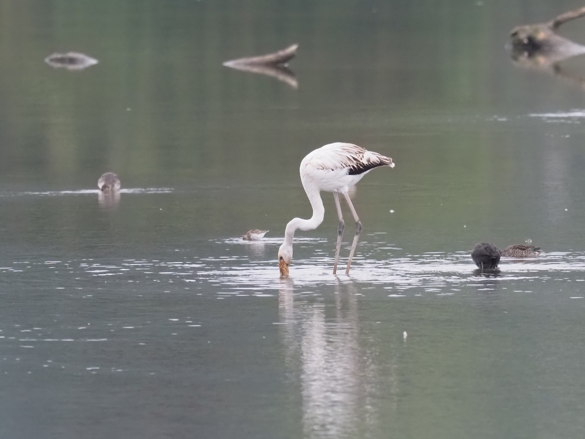 Greater Flamingo - ML642584788