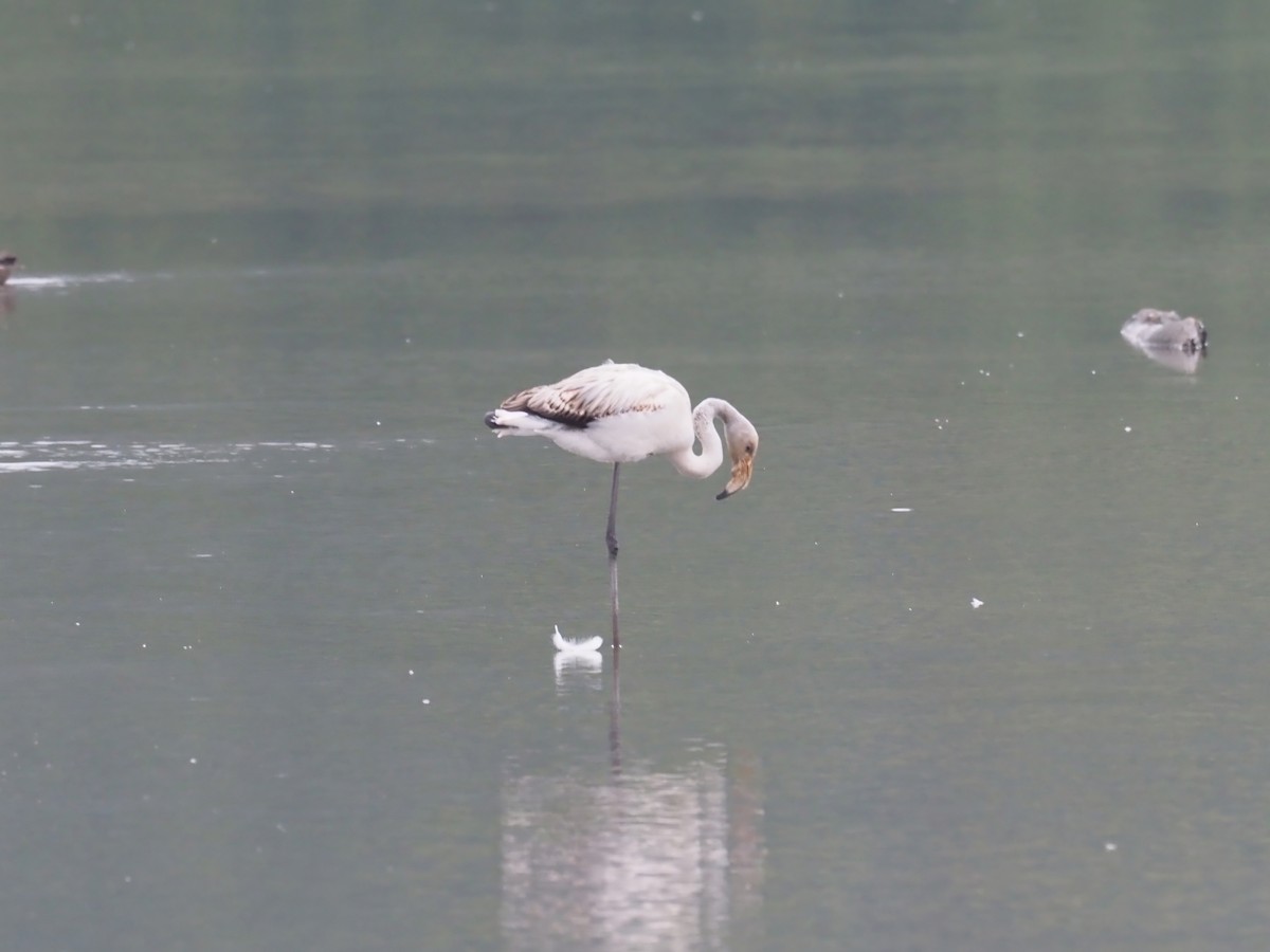Greater Flamingo - ML642584794