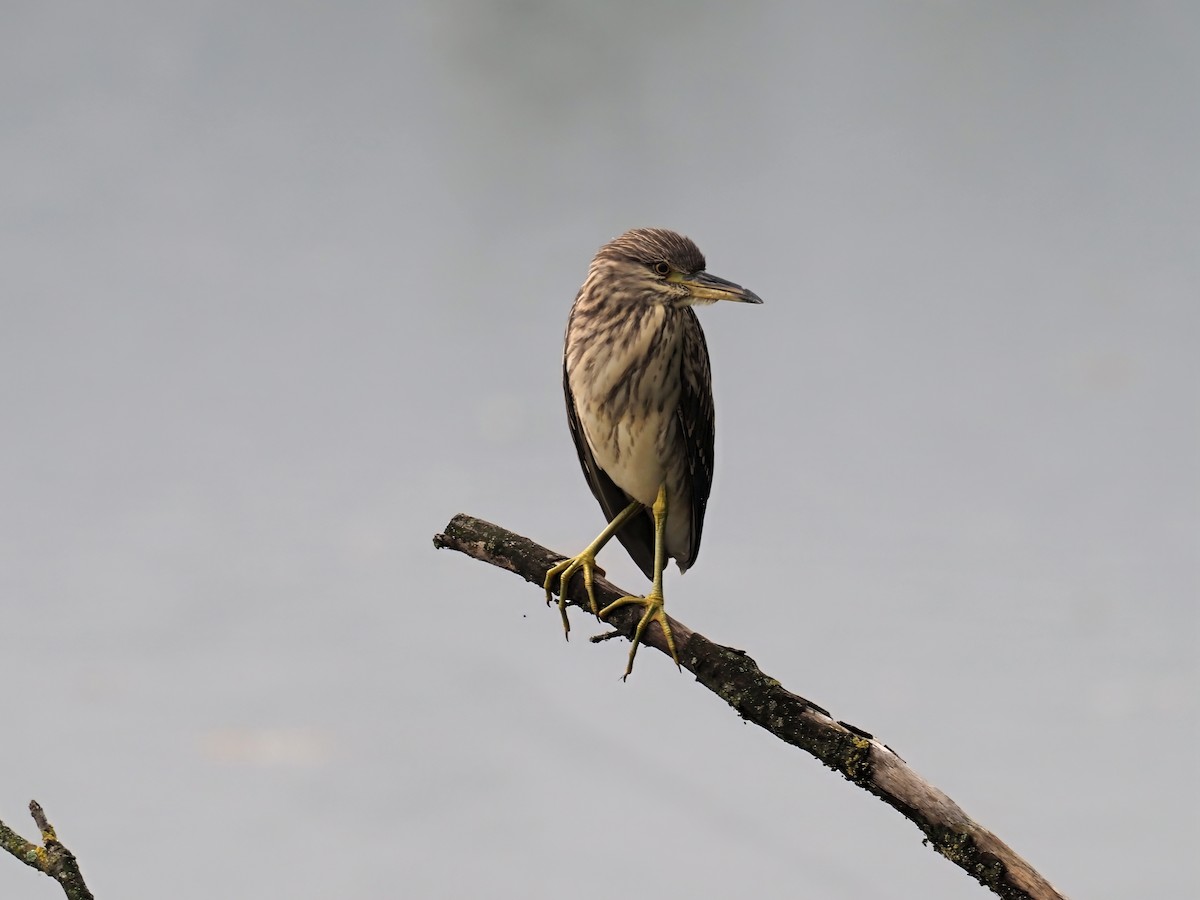 Black-crowned Night Heron - ML642584797
