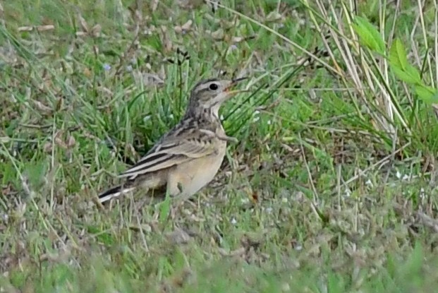 Годлевскийн шийхнүүхэй - ML642584799