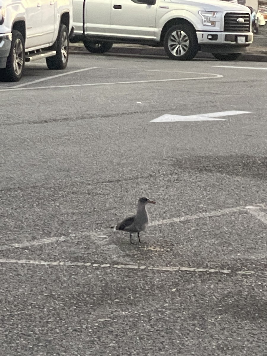 Heermann's Gull - ML642584801