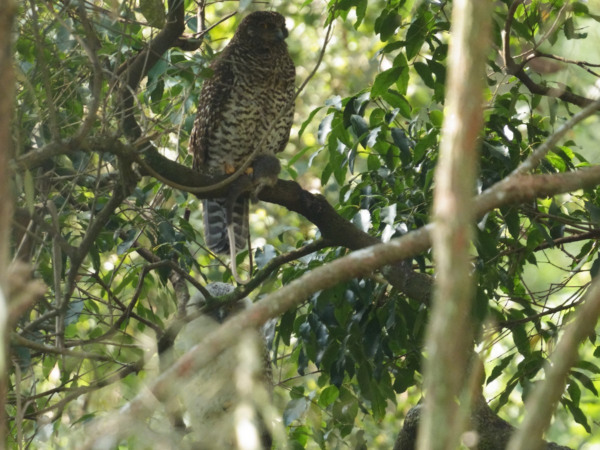 Powerful Owl - ML642584820