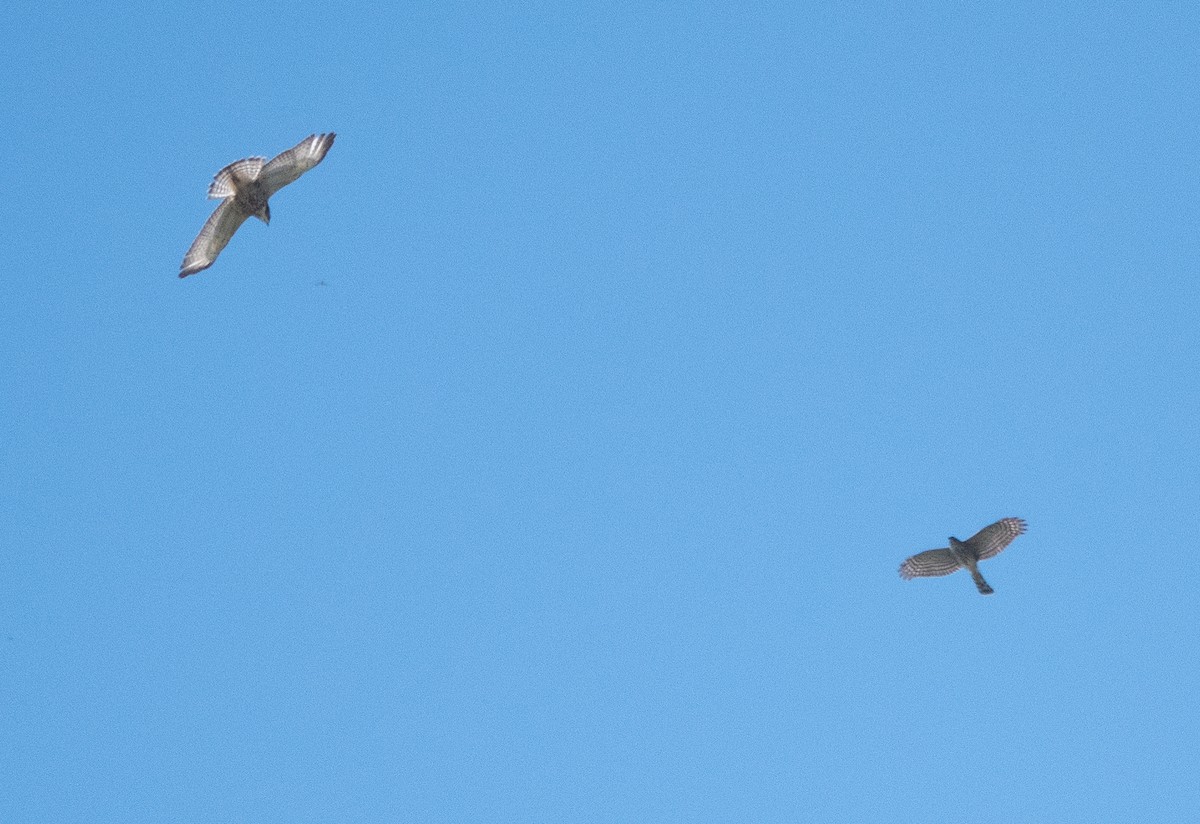 Sharp-shinned Hawk - ML642584834