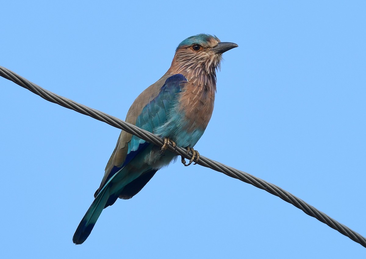 Indian Robin - ML642584835