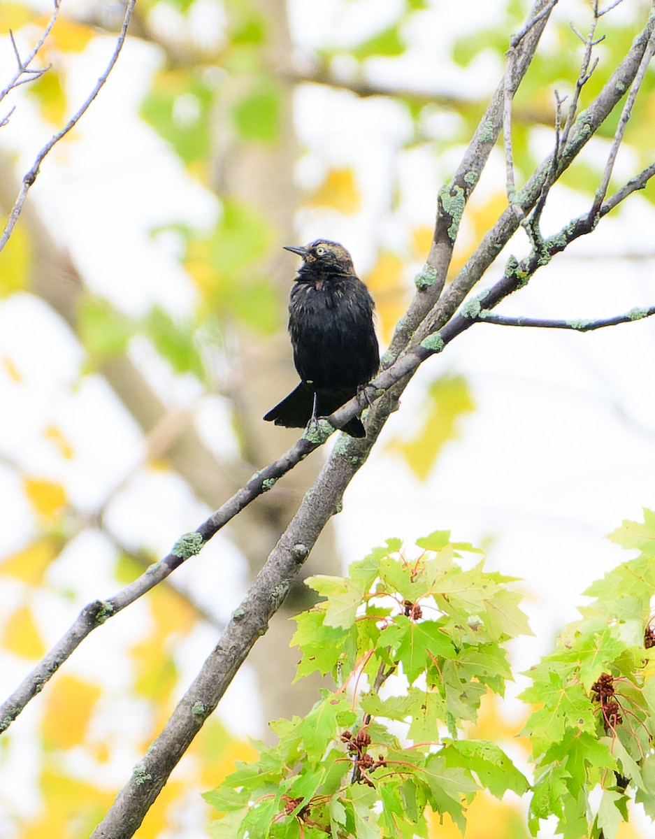 Rusty Blackbird - ML642584838