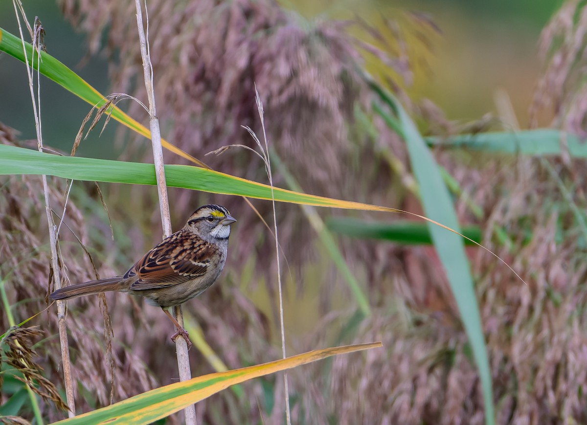 White-throated Sparrow - ML642584839