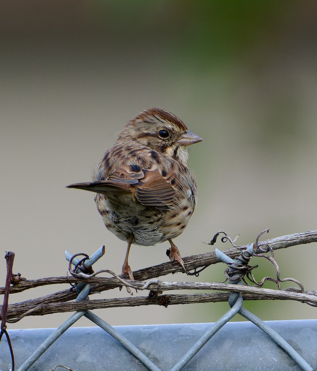 Song Sparrow - ML642584840
