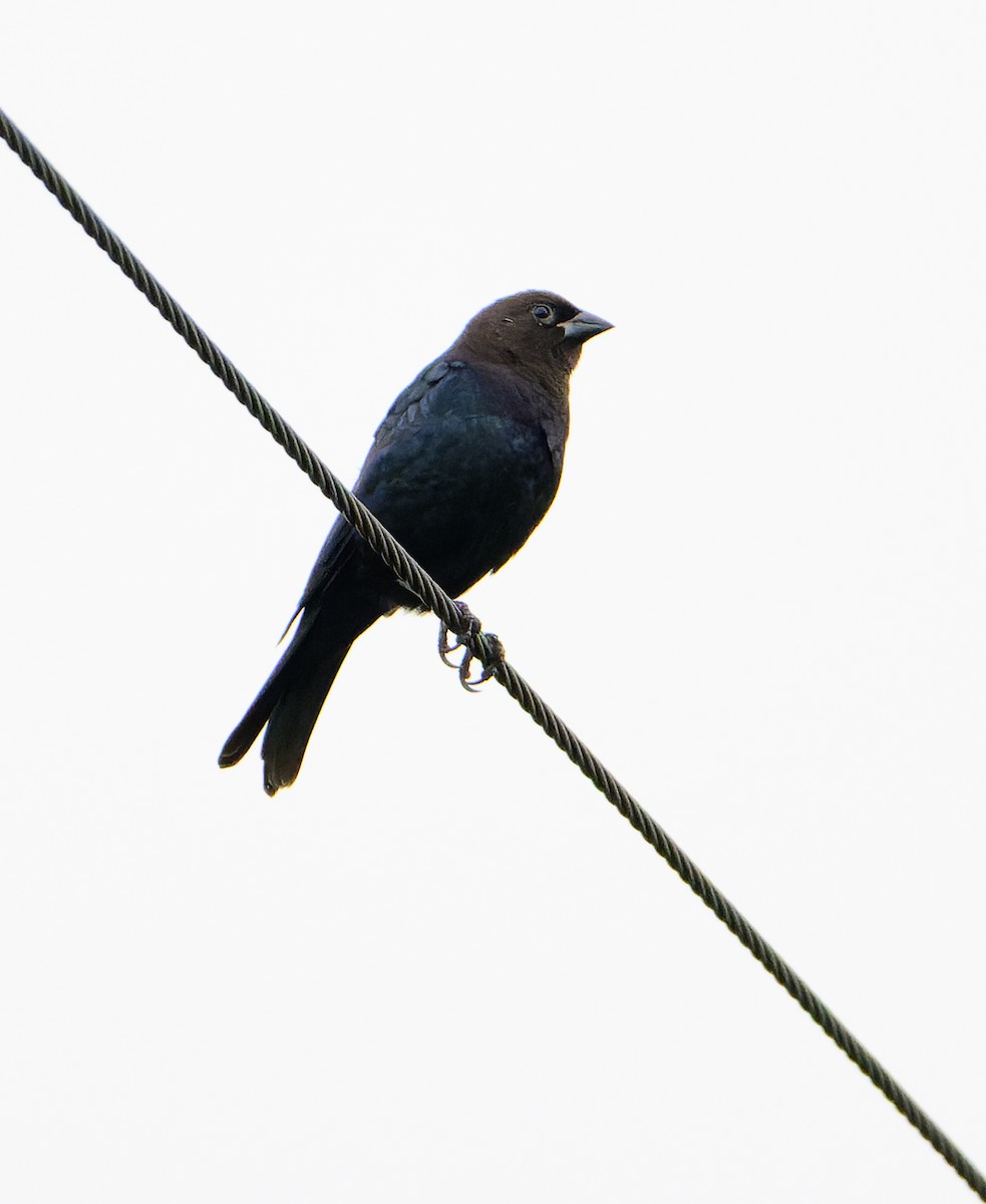 Brown-headed Cowbird - ML642584841