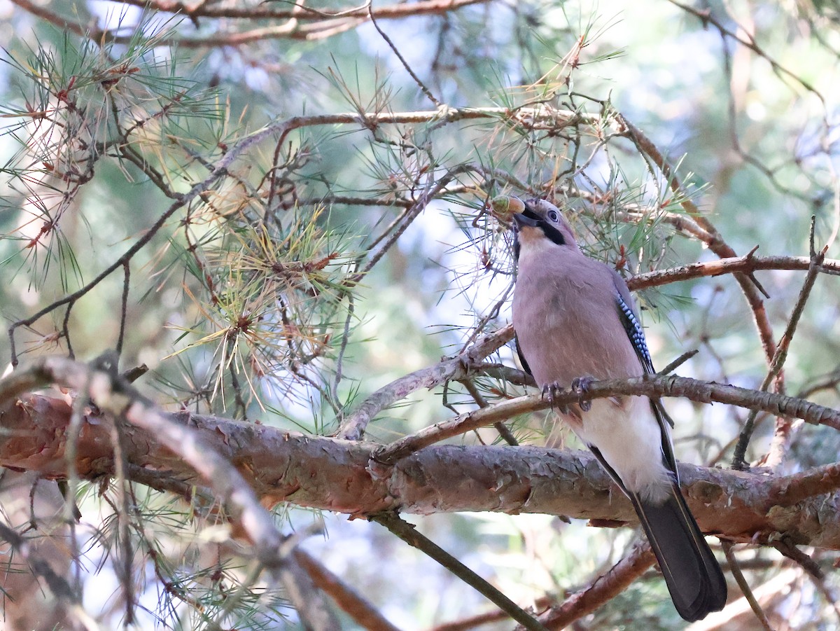 Eurasian Jay - ML642584844