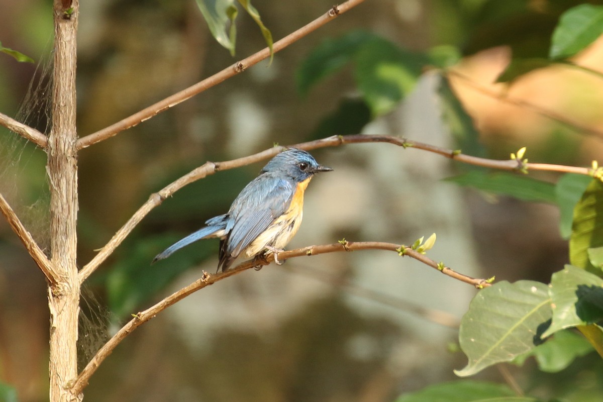 Tickell's Blue Flycatcher - ML642584851