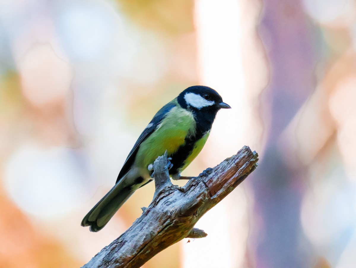 Great Tit - ML642584854