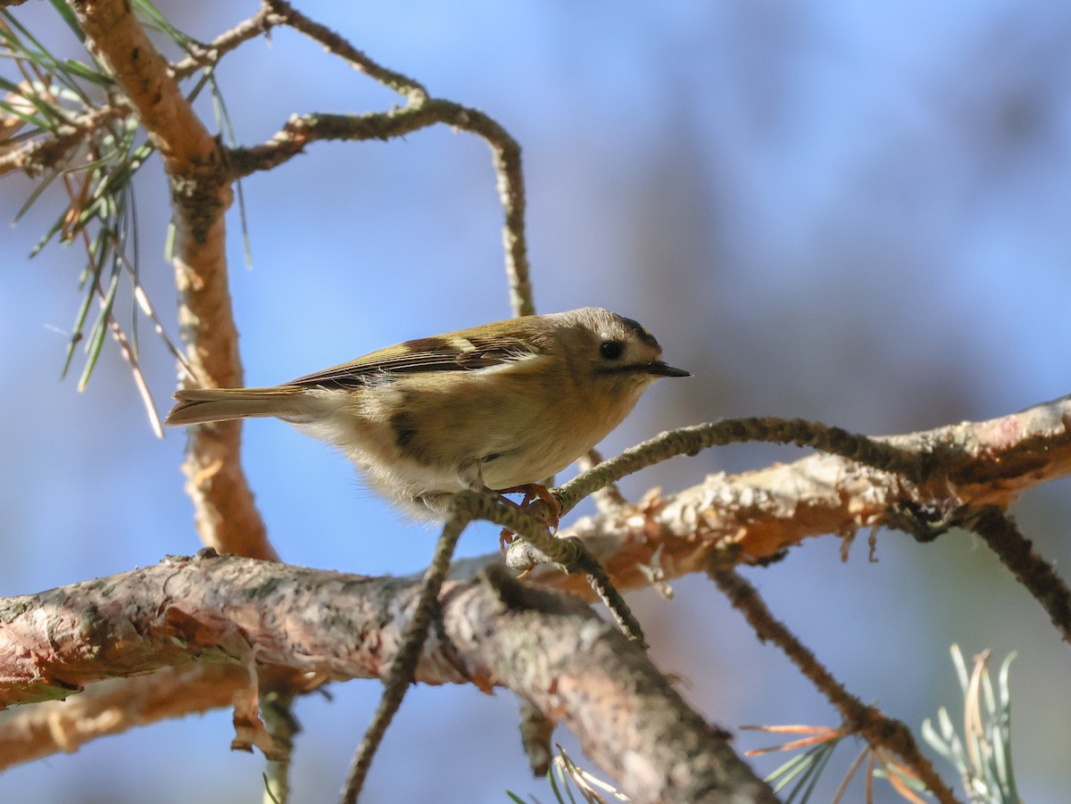Goldcrest - ML642584857