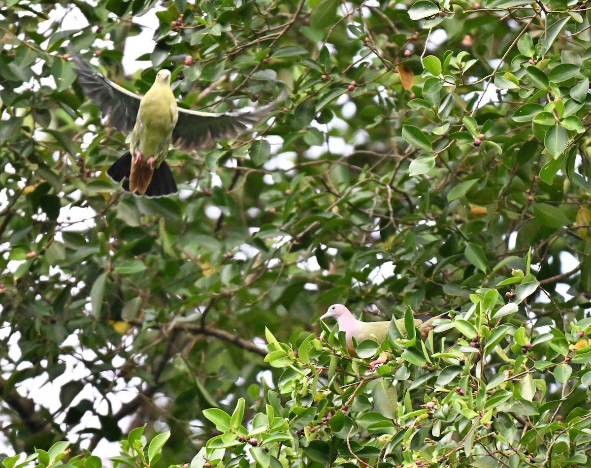 Pink-necked Green-Pigeon - ML642584866