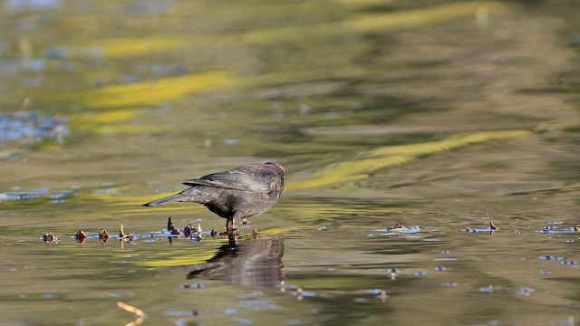 Rusty Blackbird - ML642584870