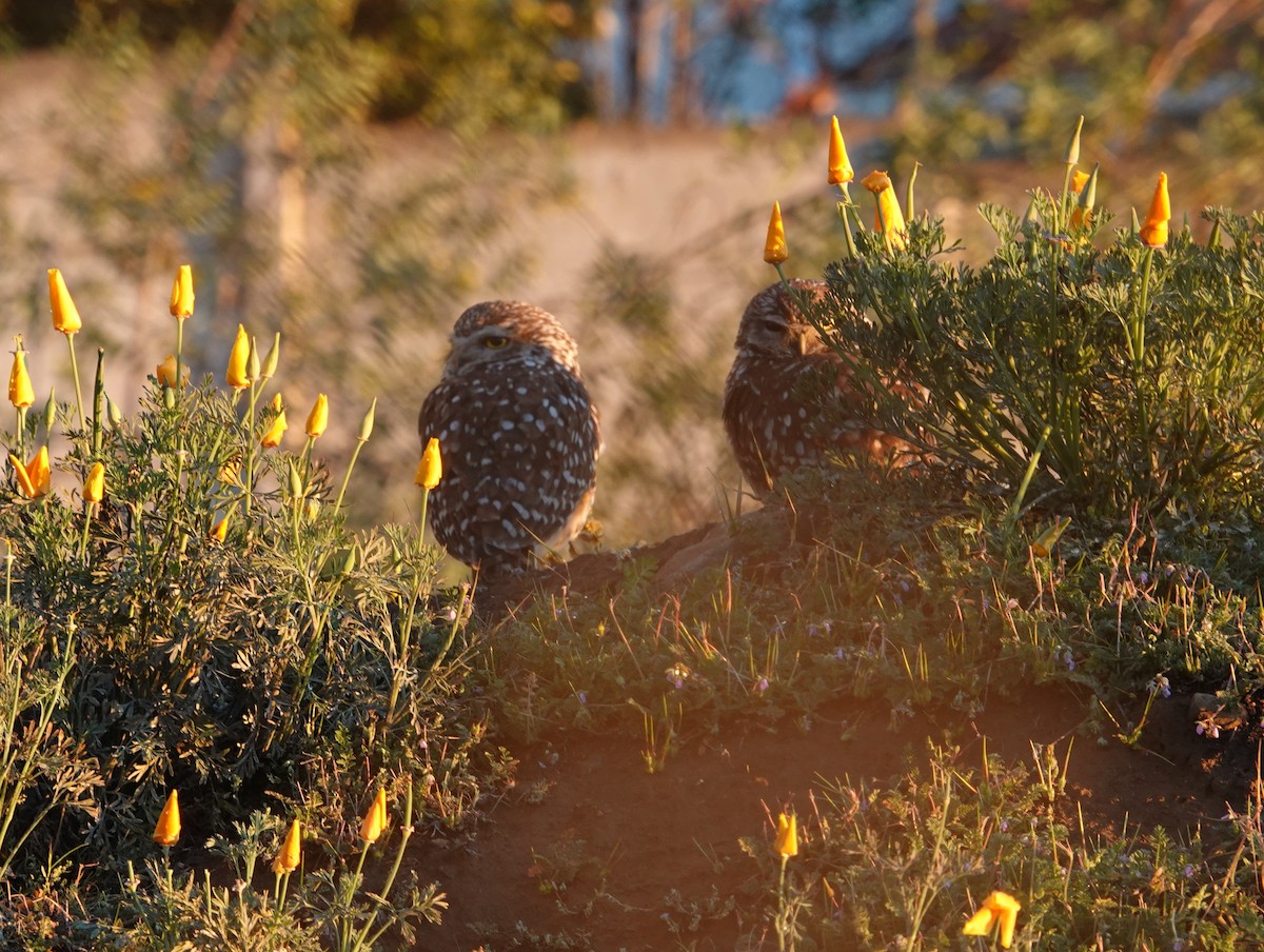 Burrowing Owl - ML642584885