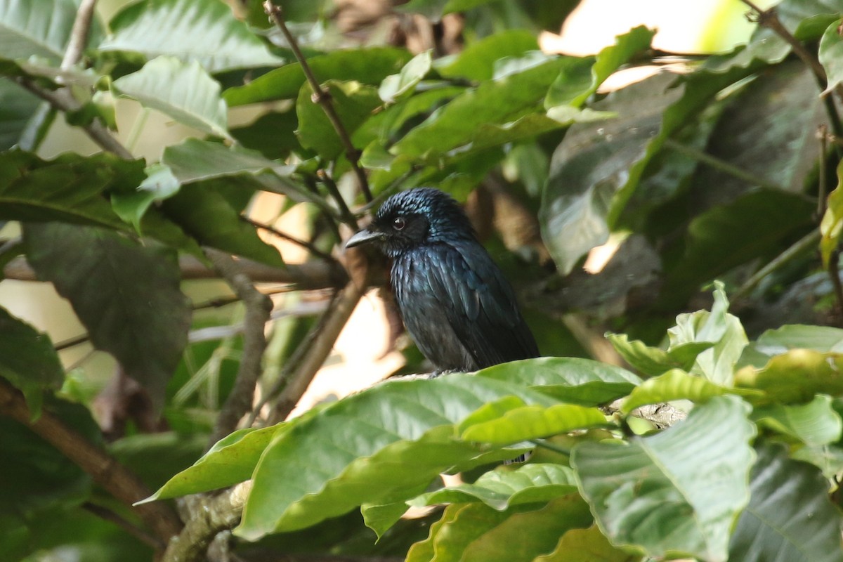 Bronzed Drongo - ML642584891