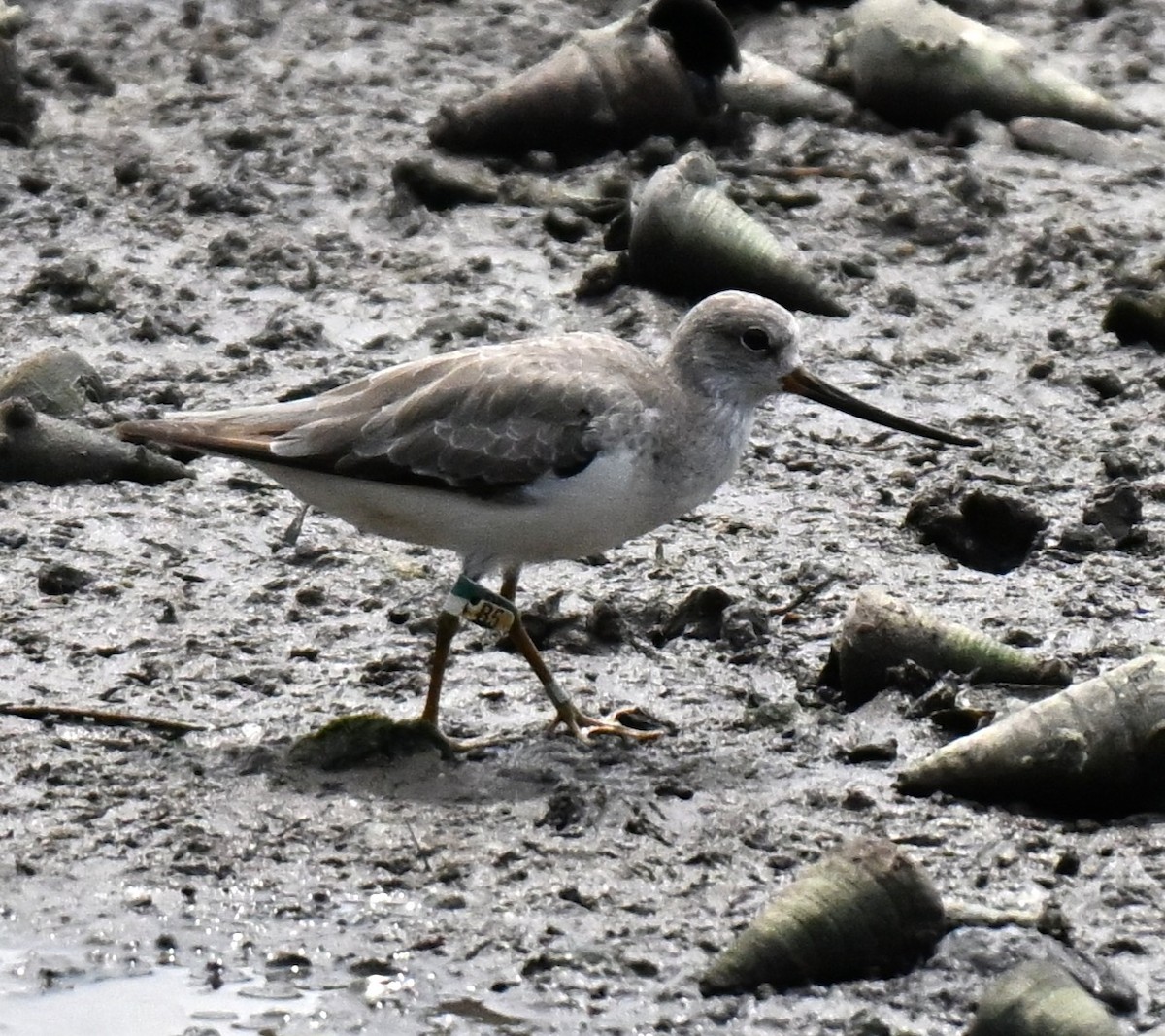 Terek Sandpiper - ML642584895