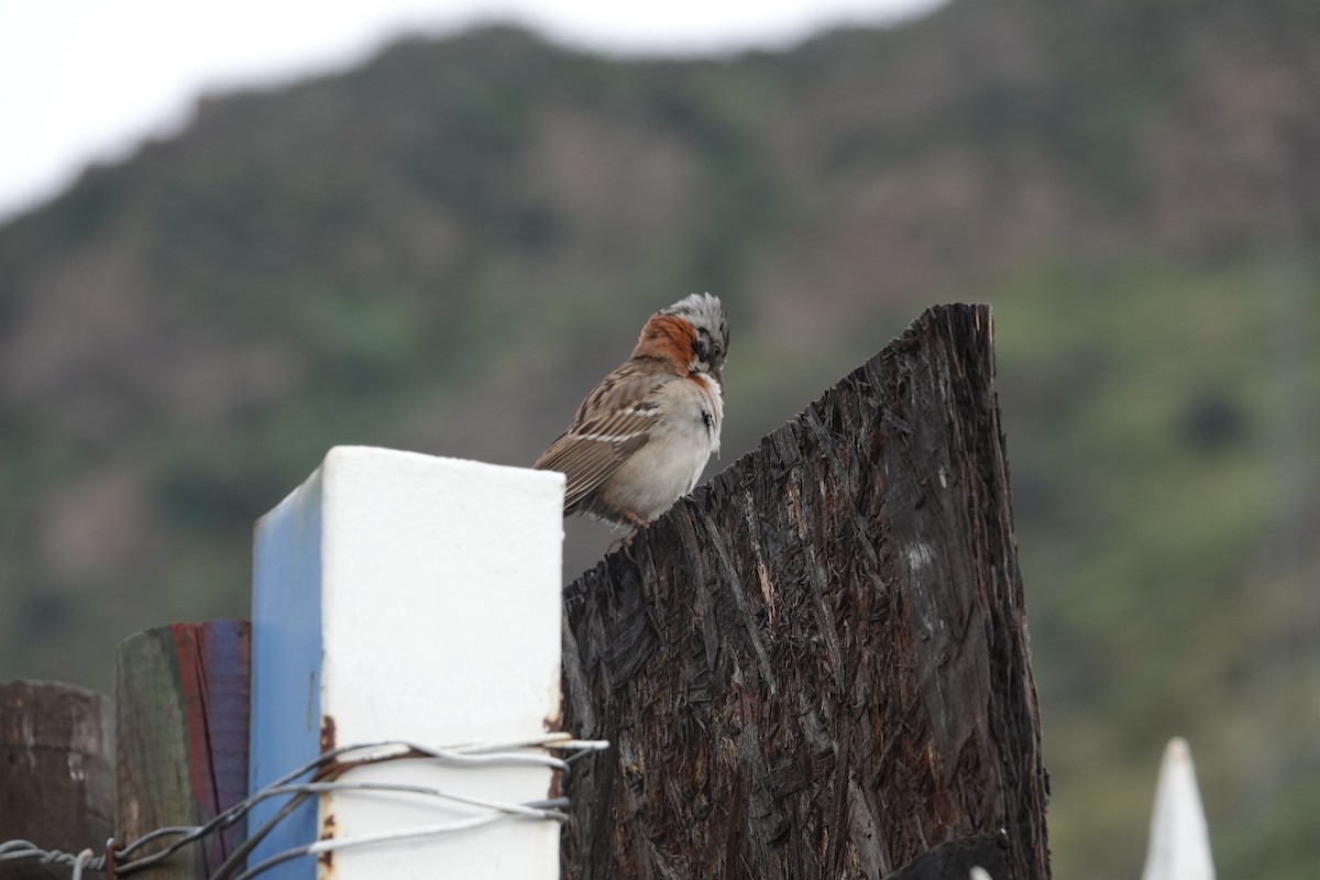 Rufous-collared Sparrow - ML642584899