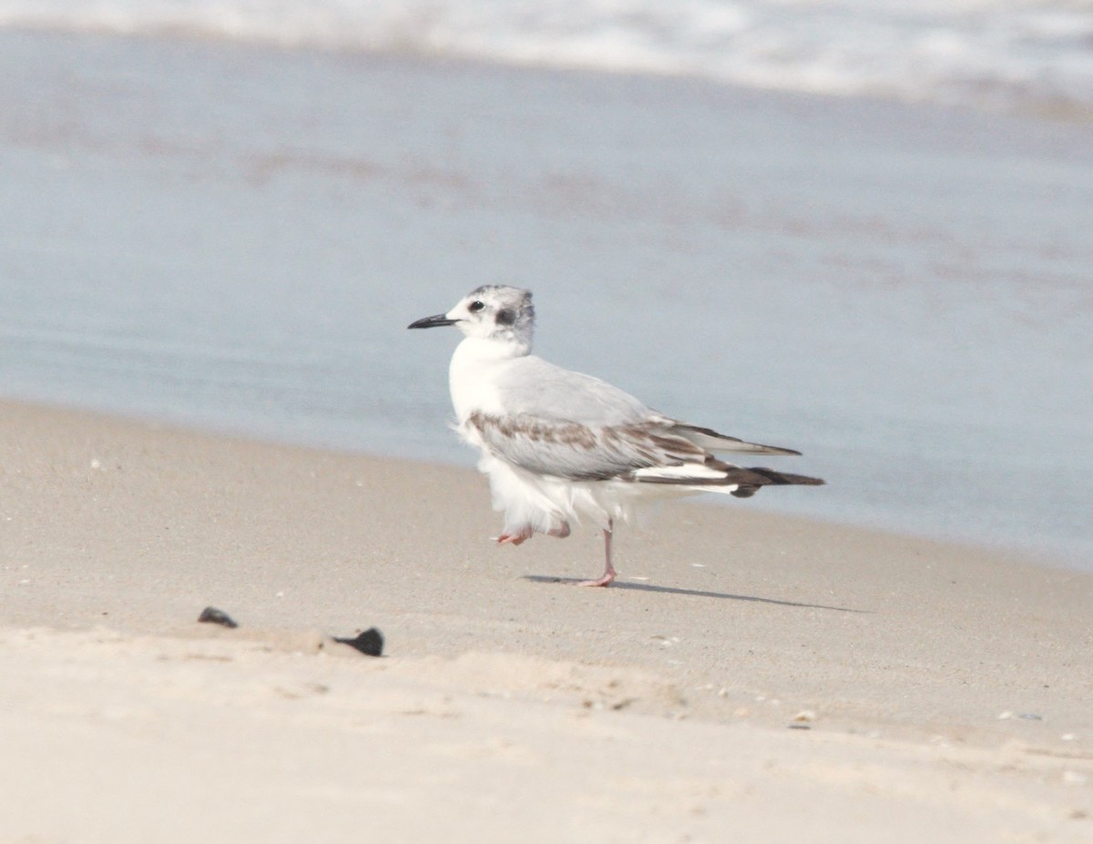 Bonaparte's Gull - ML642584908
