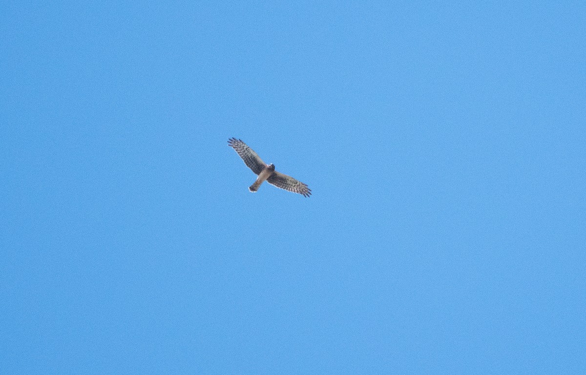 Northern Harrier - ML642584922
