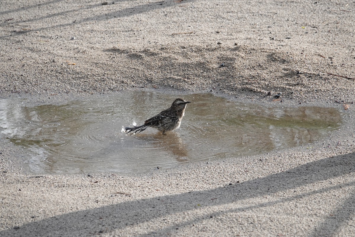 Chilean Mockingbird - ML642584925