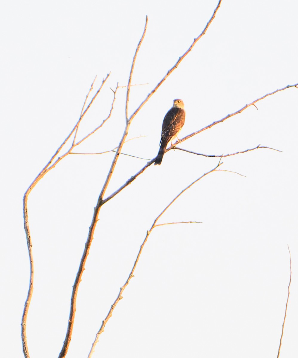Sharp-shinned Hawk - ML642584938