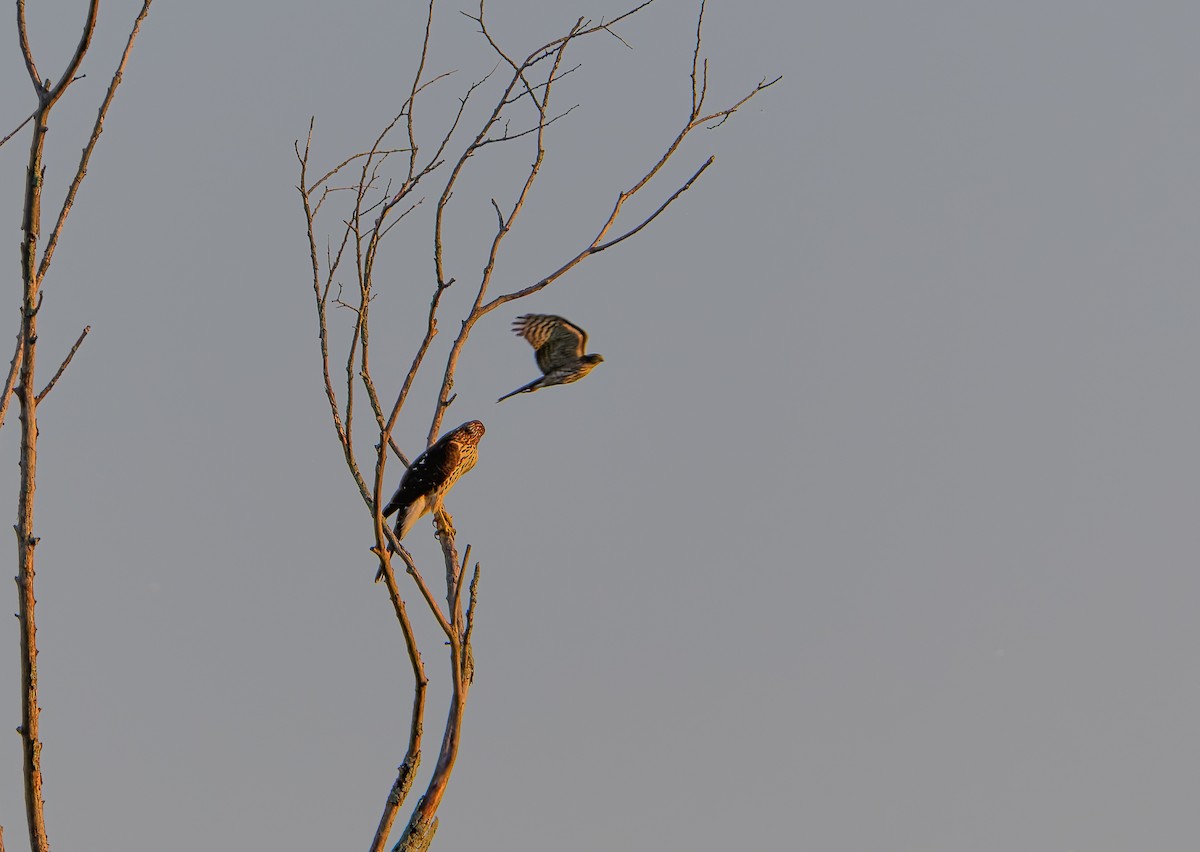 Sharp-shinned Hawk - ML642584939
