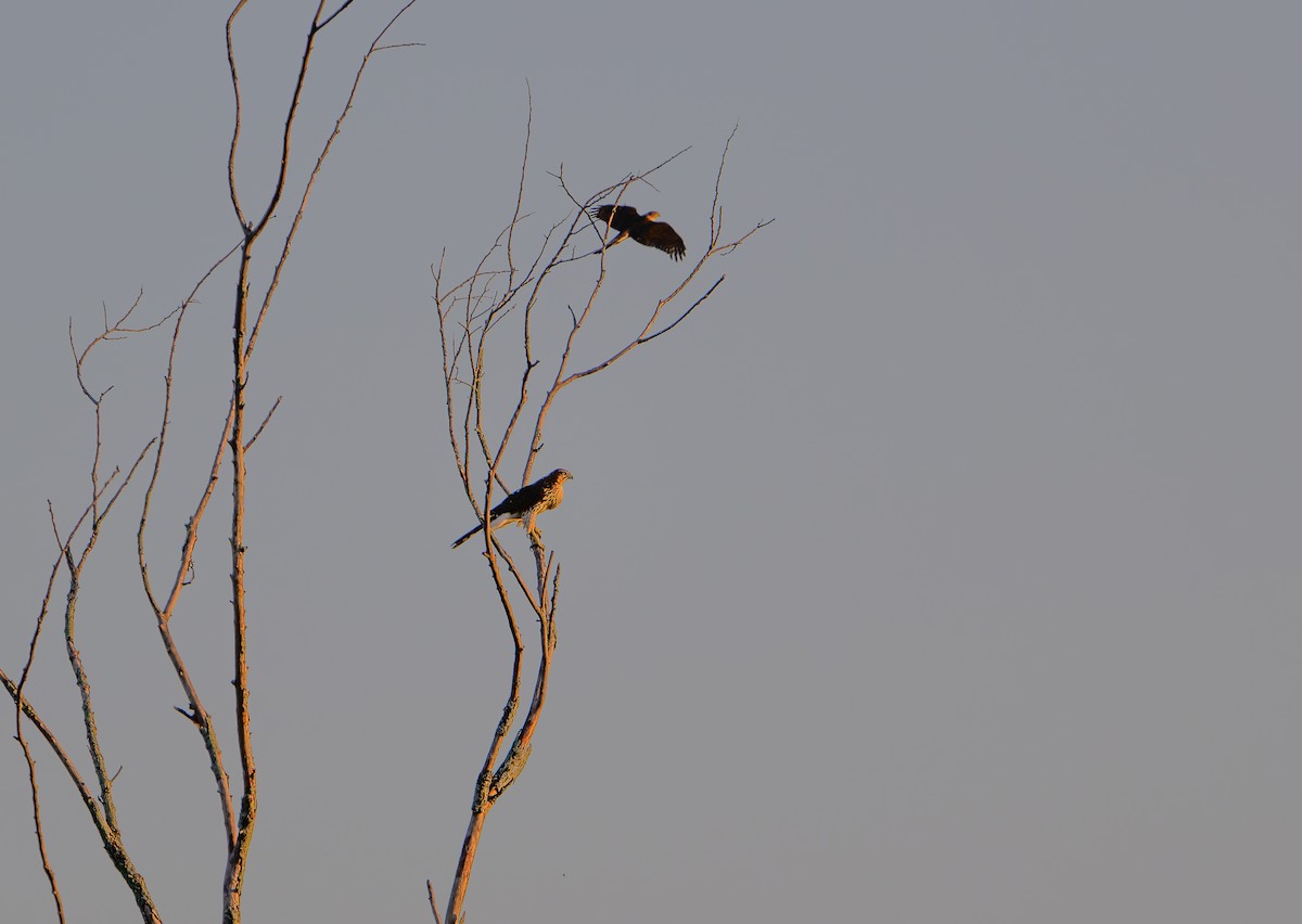 Sharp-shinned Hawk - ML642584940