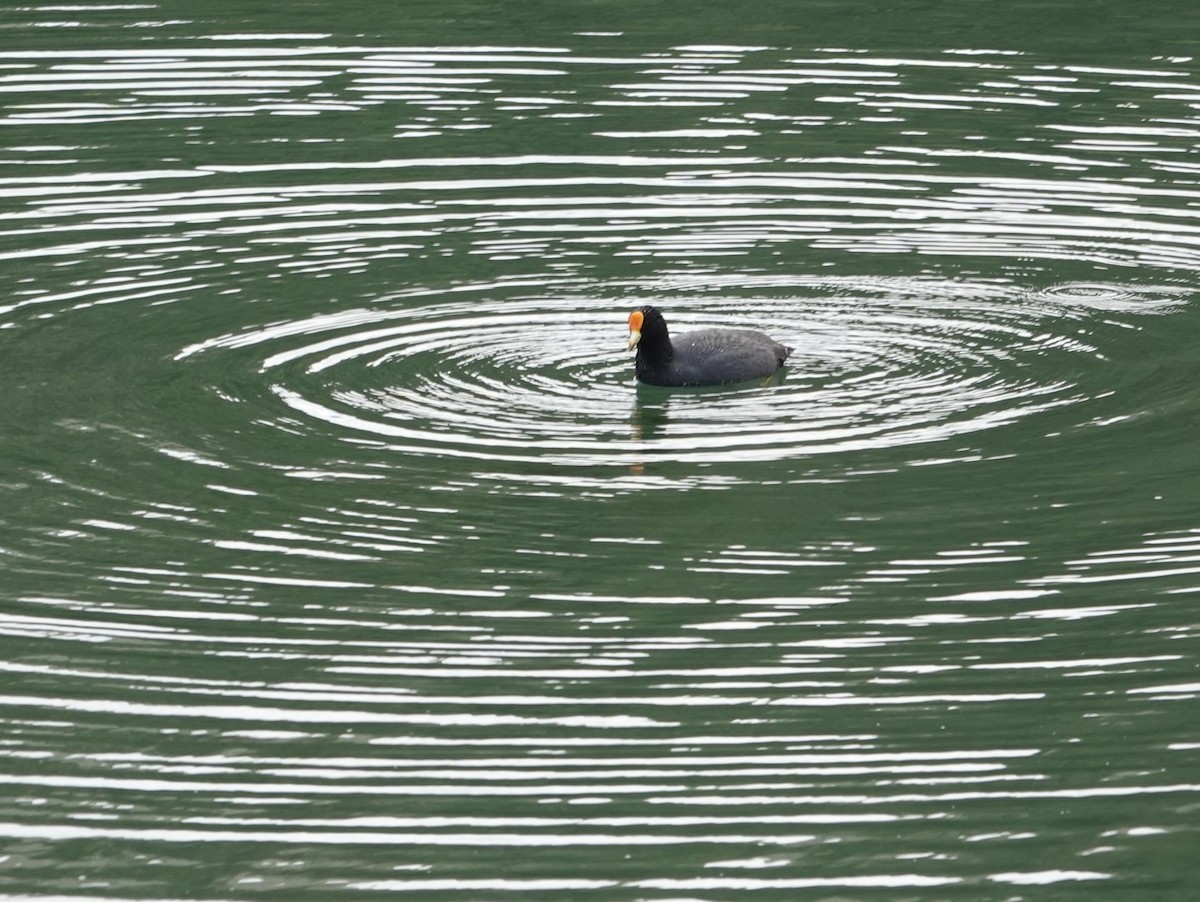 White-winged Coot - ML642584952